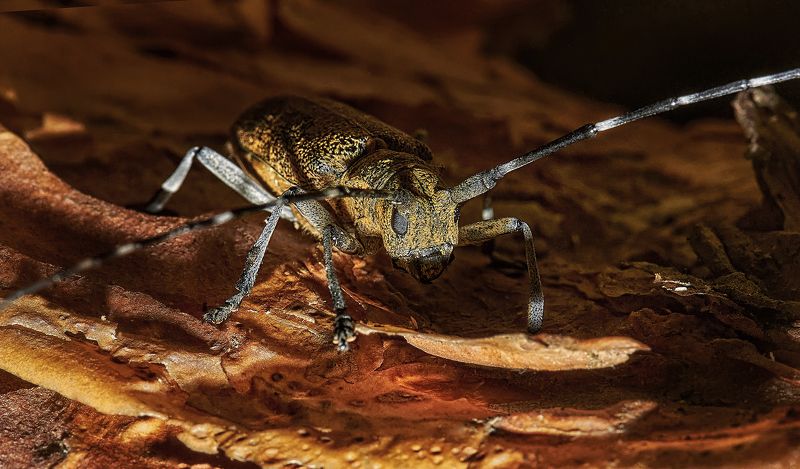 макро;короед Выход из сумрака ... фото превью
