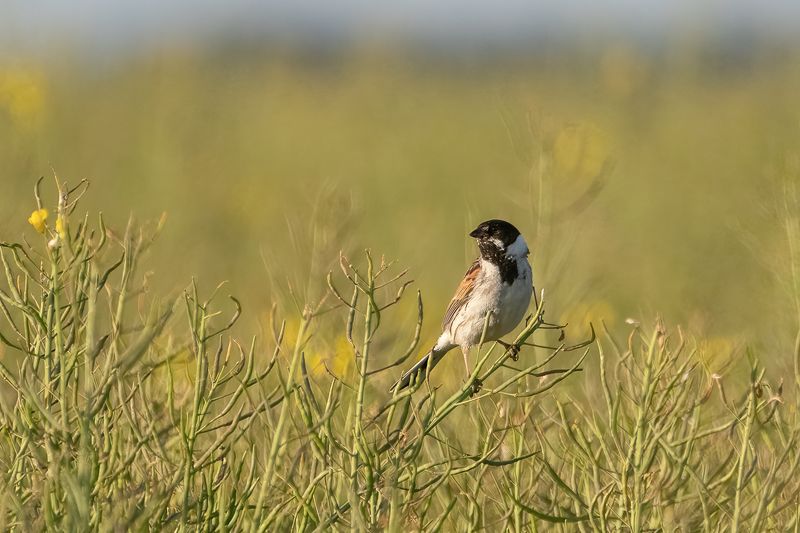 bruant des roseaux; emberiza schoeniclus; common reed bunting; bird; perching; rapeseed; sparrow Камышовая овсянка фото превью