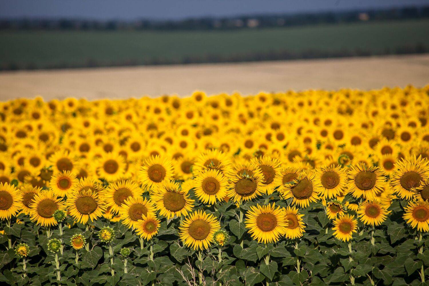 Подсолнухи, Ван Гог, Эльвира Сагдиева