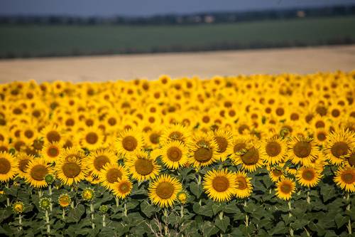 Вспоминая Ван Гога