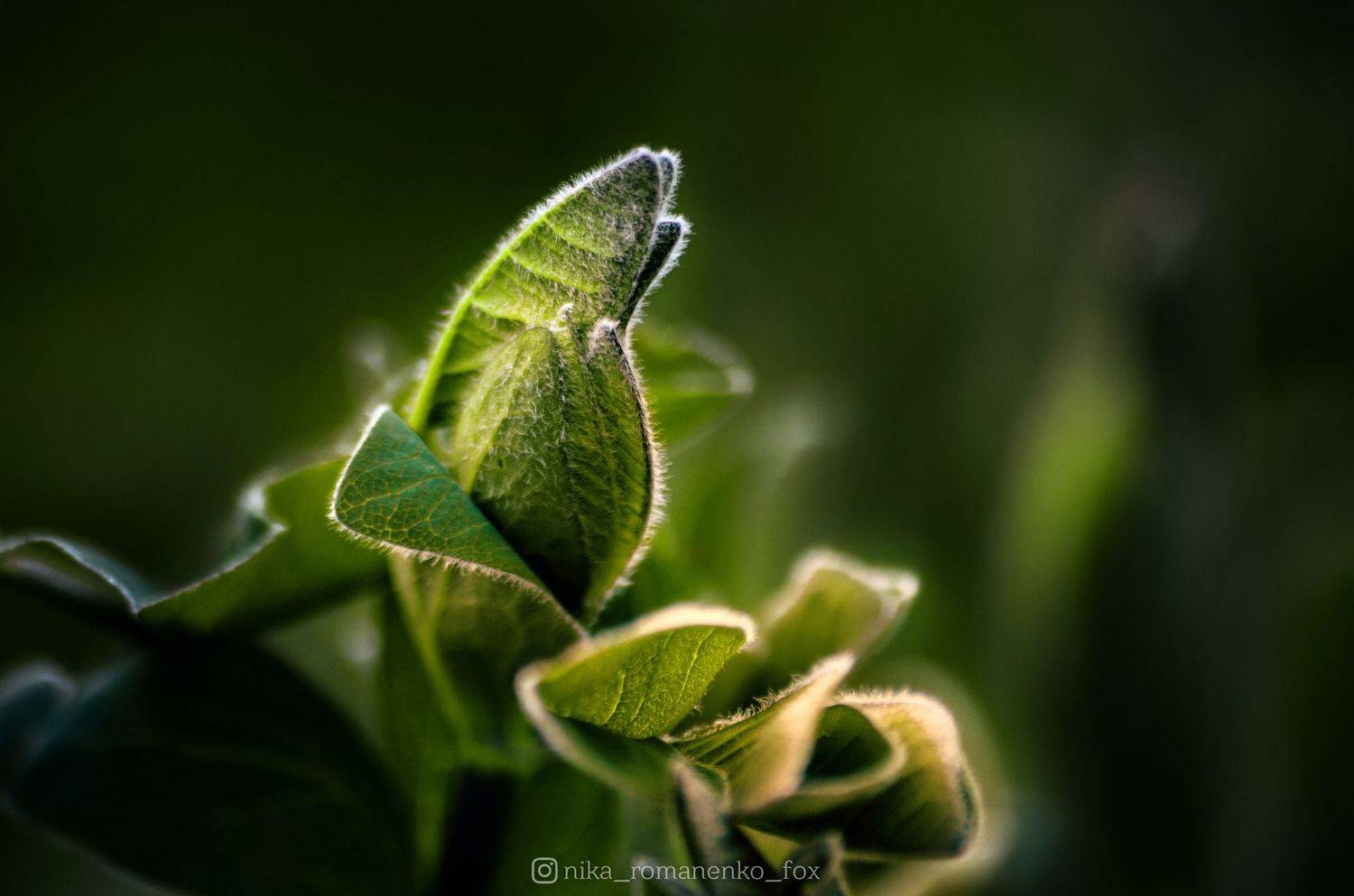 , Вероника Романенко