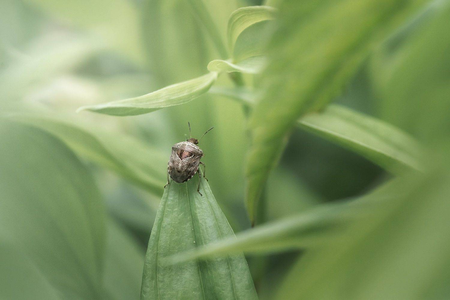 , Шинкарева Елена