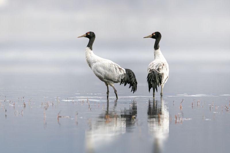 crane, black-necked cranes, wildlife, birds A couple фото превью