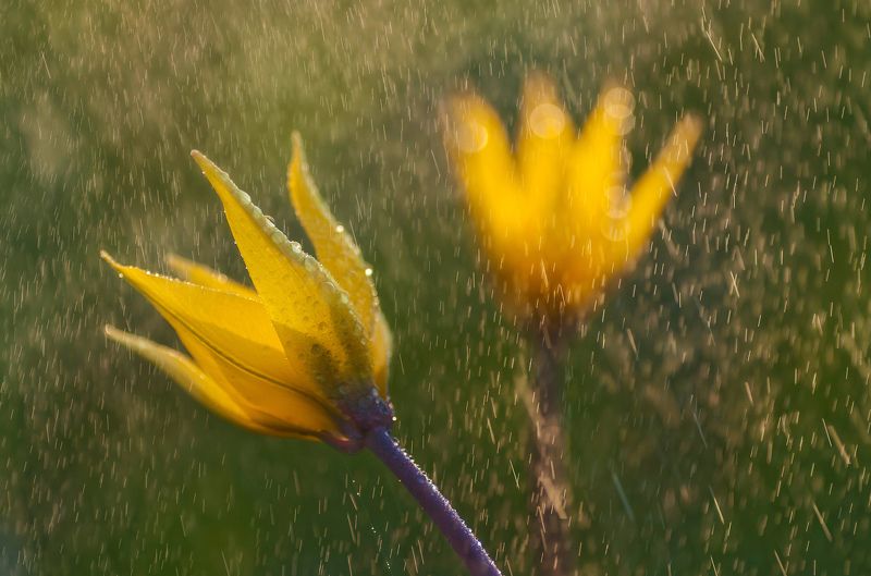 тюльпан,дикий,элегантный,жёлтый,весна,цветок,роса,закат,yellow tulip Нежные и дикие фото превью