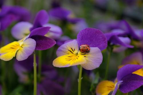 Лето наступило!