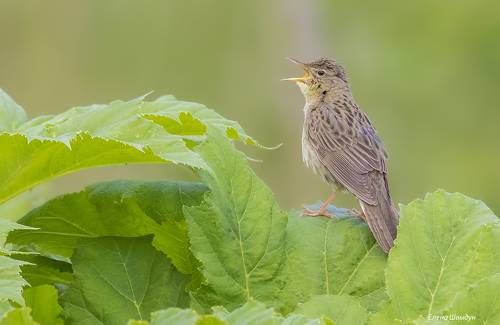 Common grasshopper warbler