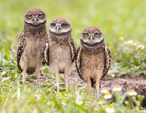 Burrowing Owlet - Кроличий сыч