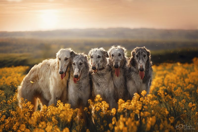 Гордость России фото превью