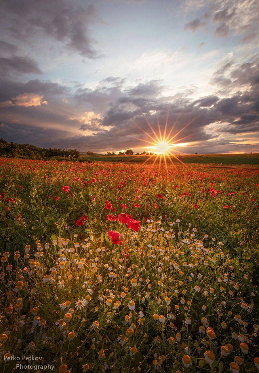, Петко Петков