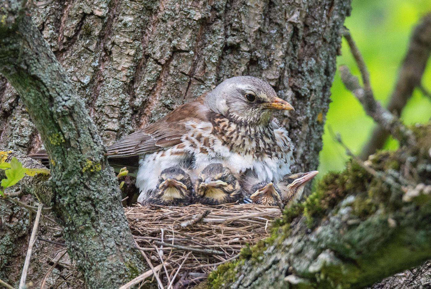 птица дрозд весна, Руслан Сигушин