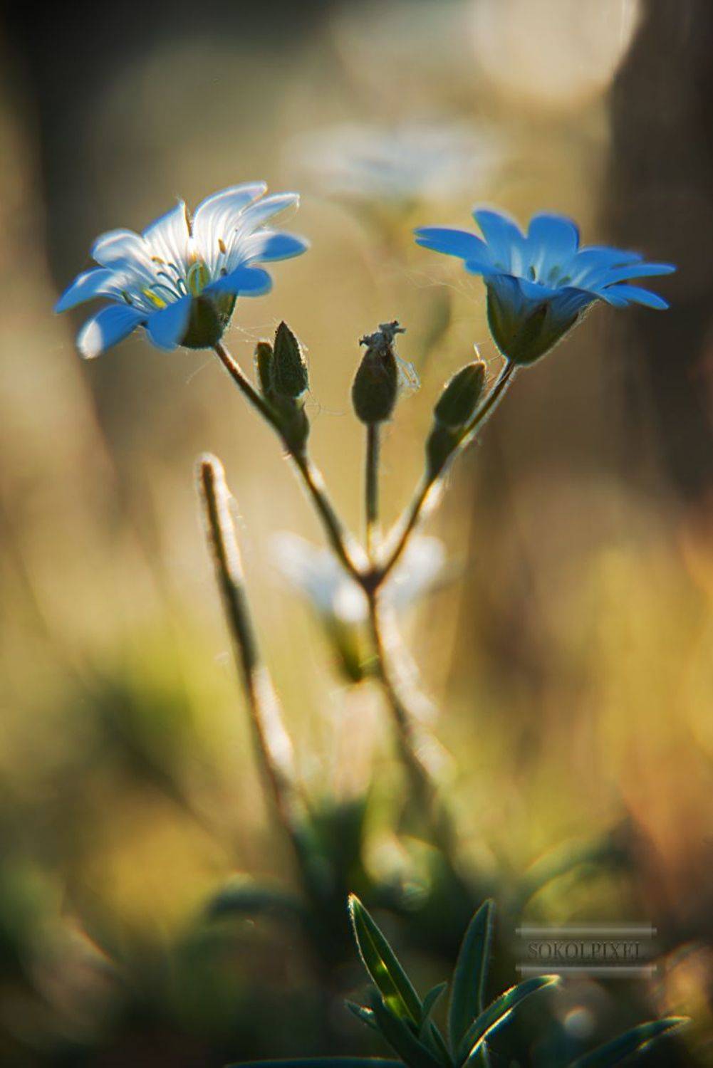 , Андрей Cоколов