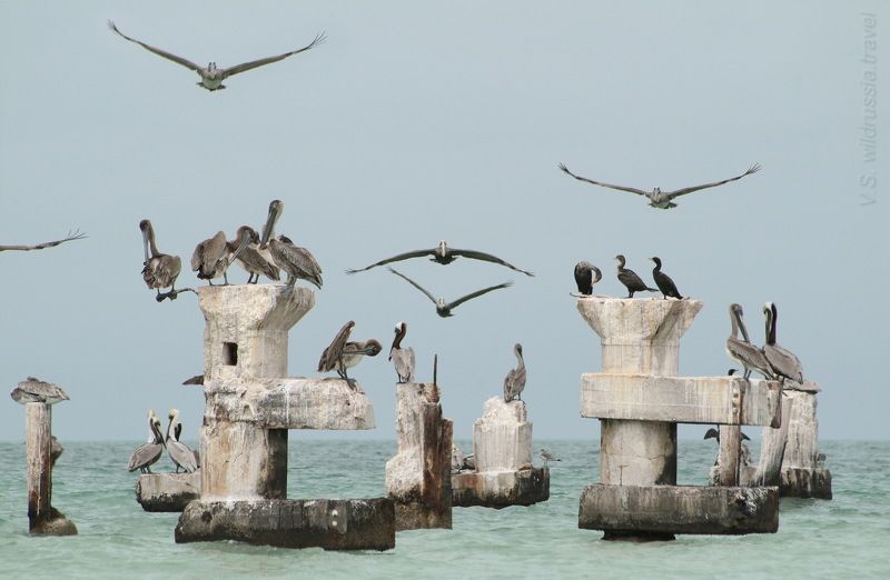 пеликан, птица, полет, крыло, море, путешествие, приключение, шагнивнеизведанное Из цикла \