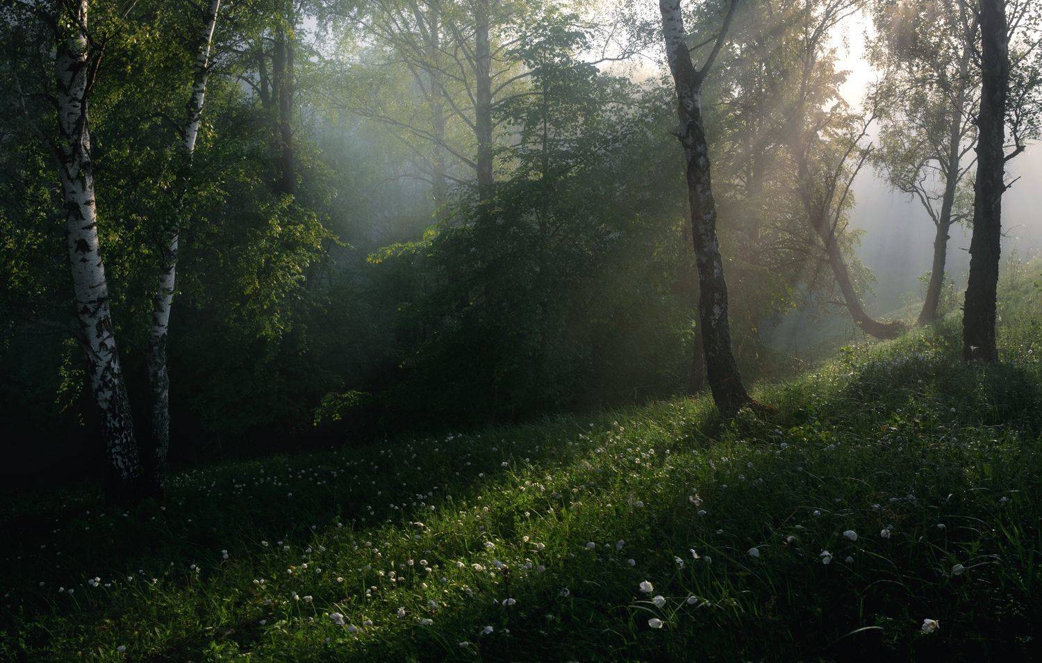 лес, свет, утро, природа, Баранов Олег