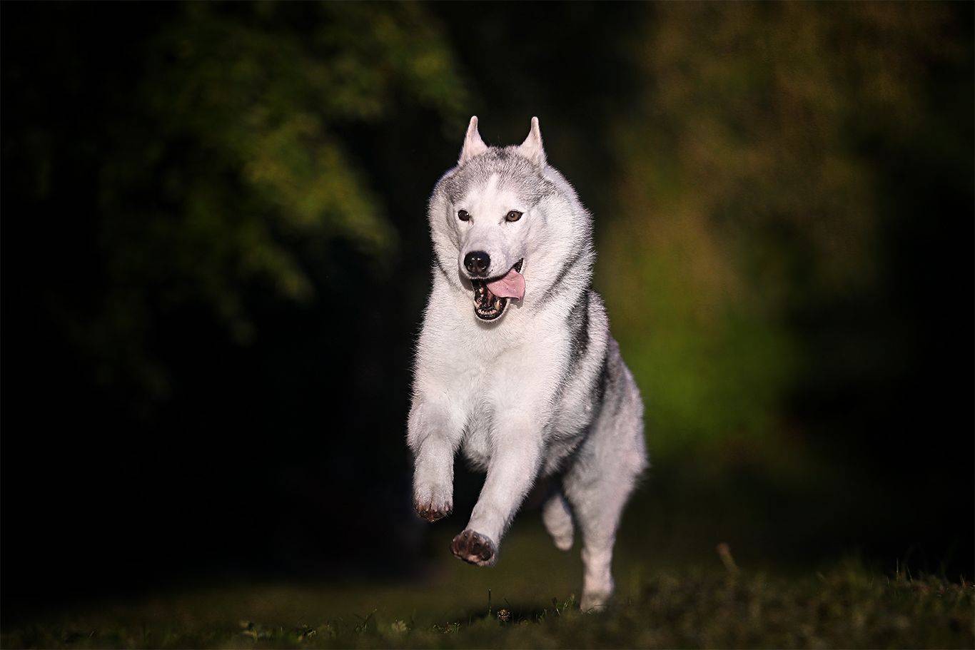 , Андрей Ершов
