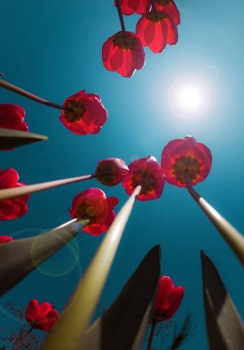 В тюльпановые небеса Пантикапея... Летим!