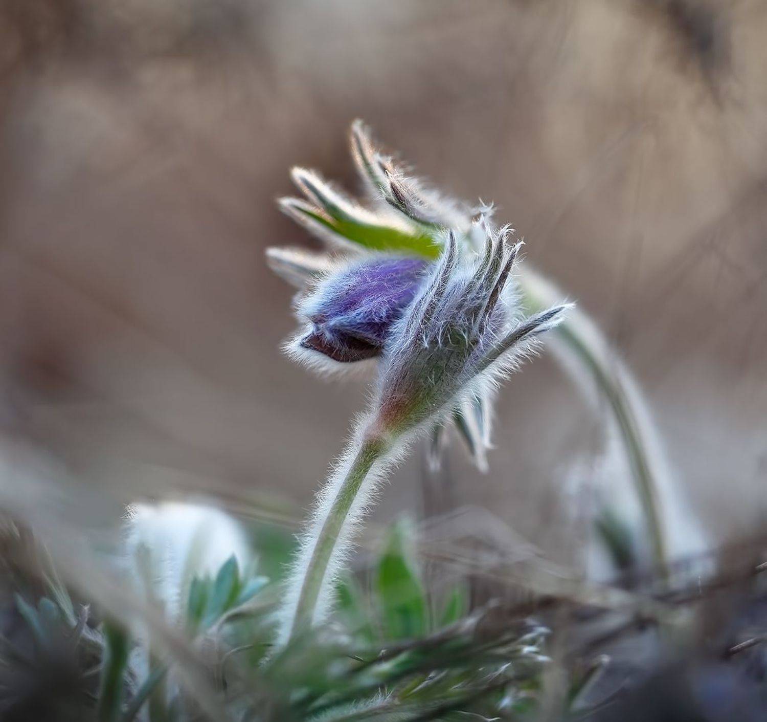 весна, макро, сон-трава, цветы, Евгений Паршуков