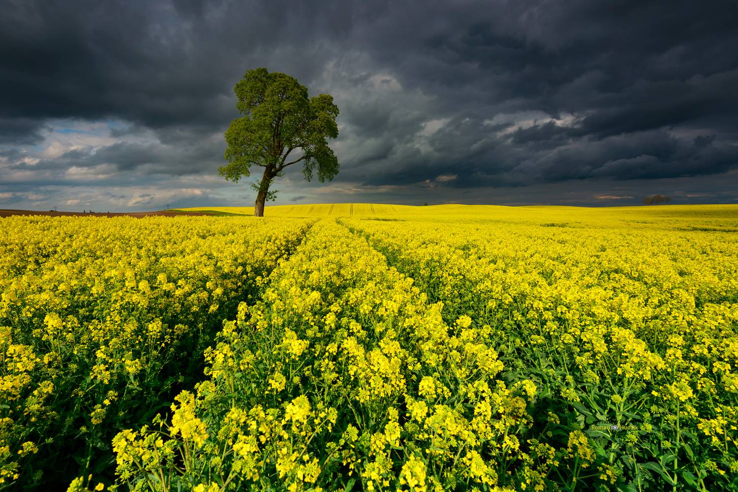 field, rape, clouds, landscape, yellow landscape, tree, loneliness,, Roman Hudzik