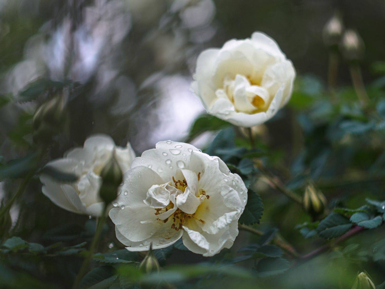 , Лариса Лофицкая