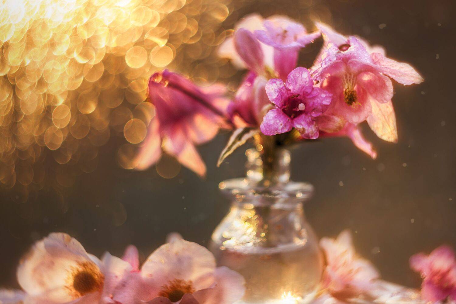 закат, боке, цветы, Лионелла Зимина