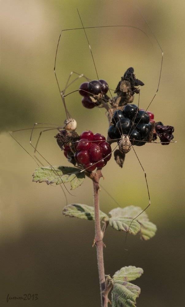 , Игорь ФУММ