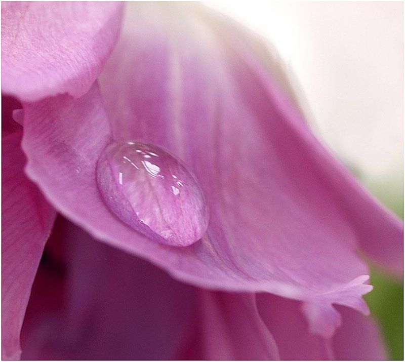 Капля фото превью