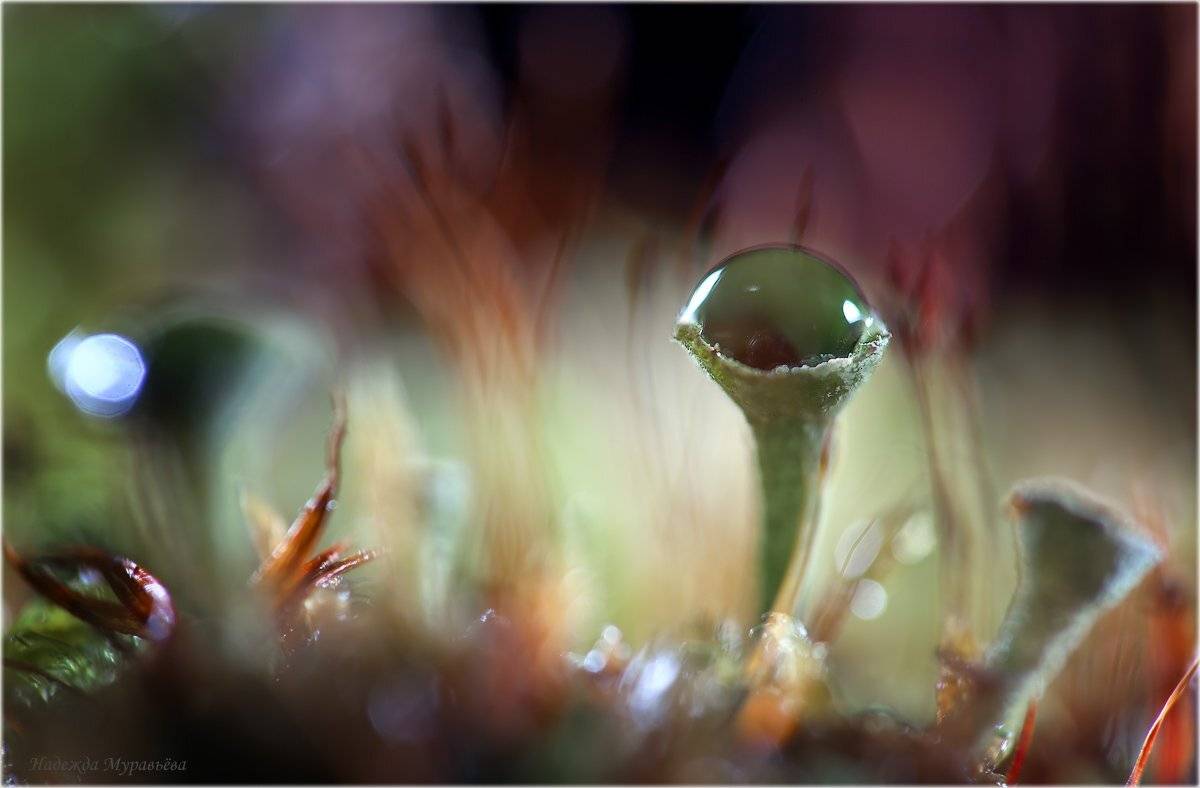 Cladonia rangiferina, Кладония, Лишайник, Надежда Муравьёва