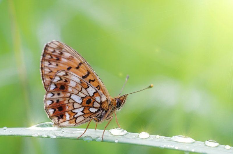 *** фото превью