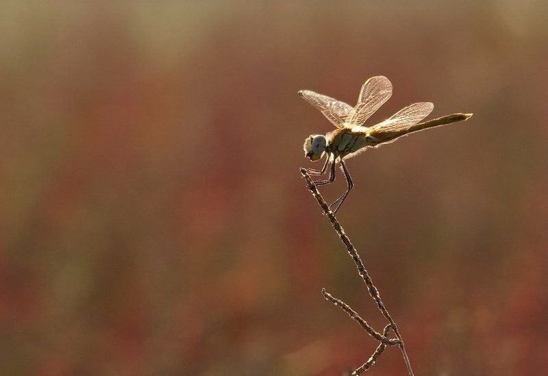 вече Однажды вечером,вечером,вечером... фото превью