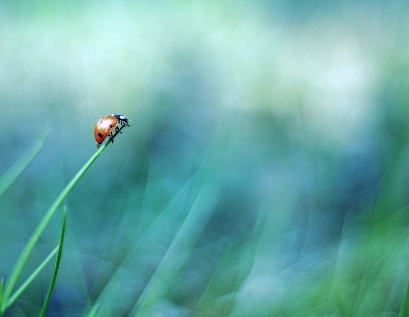 , Krzysztof Trojanowski