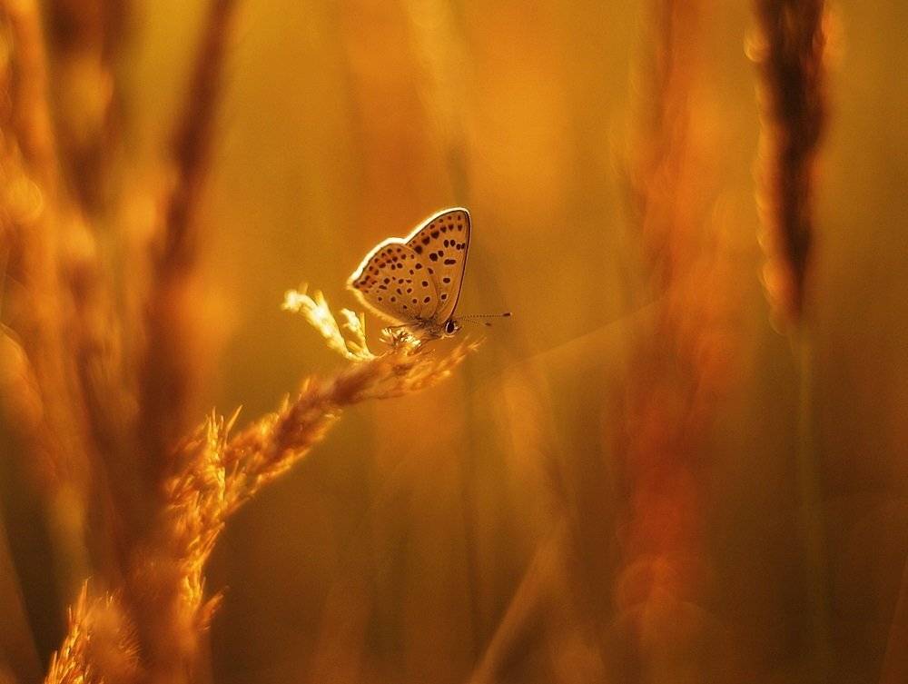 , Krzysztof Trojanowski