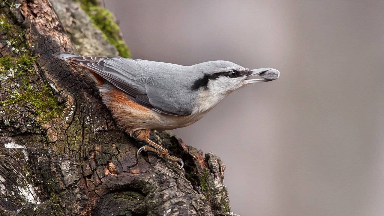 , Валерий Субачев