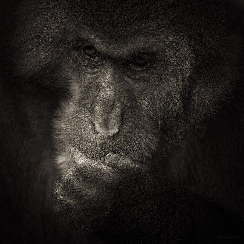 Мудрец фото превью