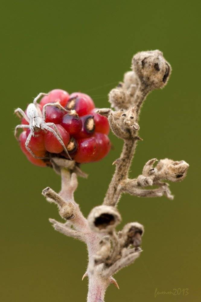 , Игорь ФУММ