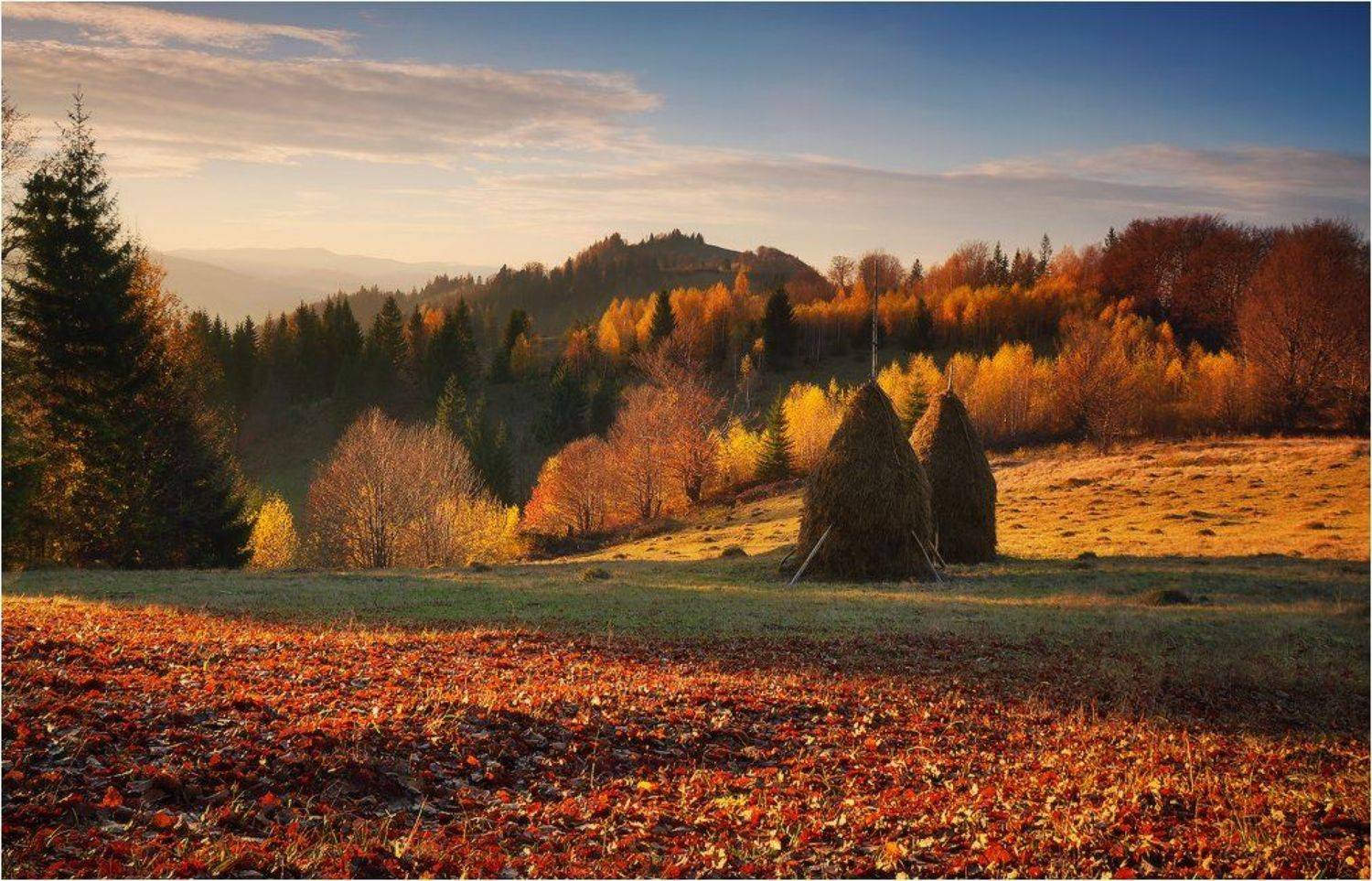 , Денис Кривой