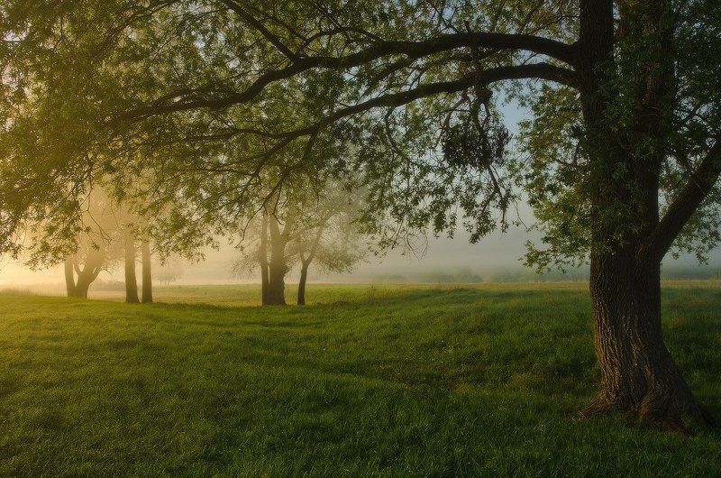 рассвет, луг, роса Вечный май фото превью