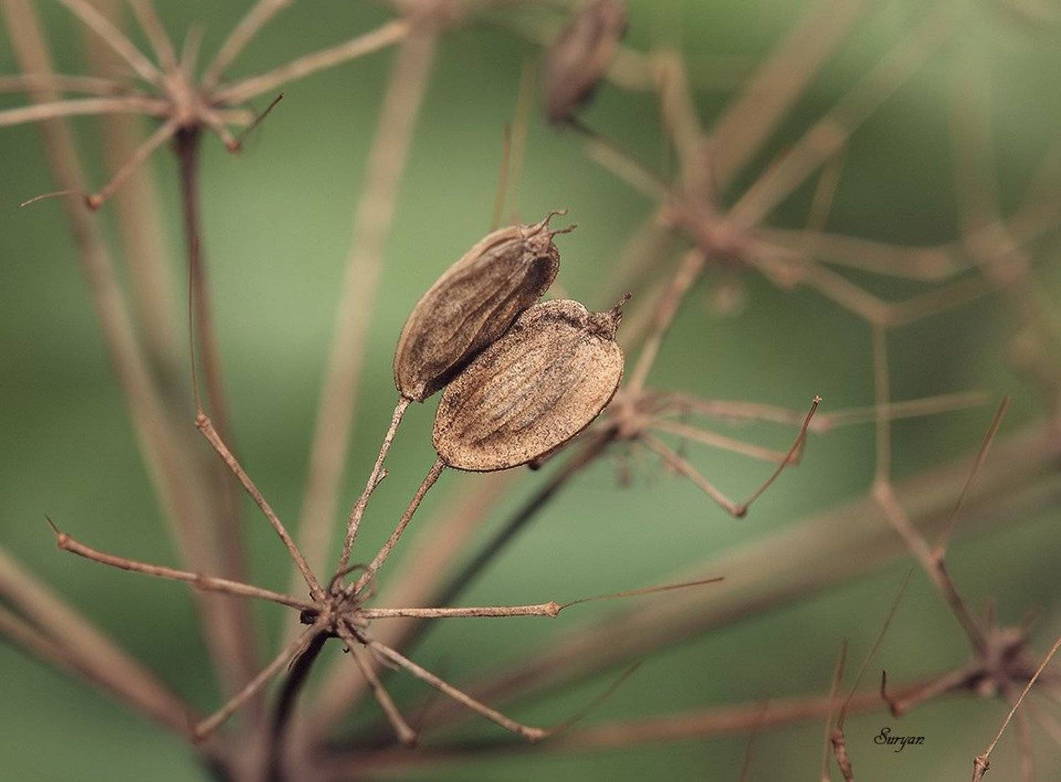 , Олег Сурьянинов