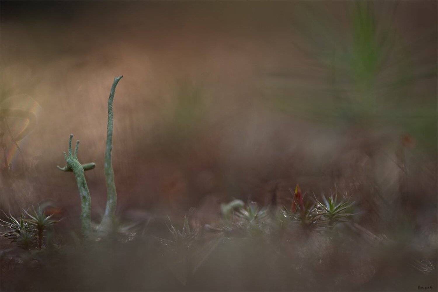 , Геннадий Мещеряков