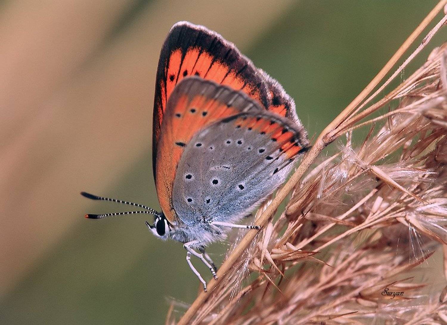 лето, бабочка, червонец, Олег Сурьянинов