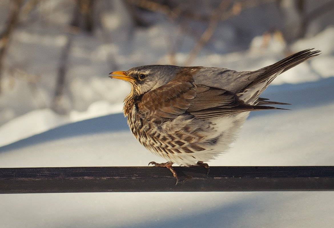 Дрозд, Зима, Птица, Aahz