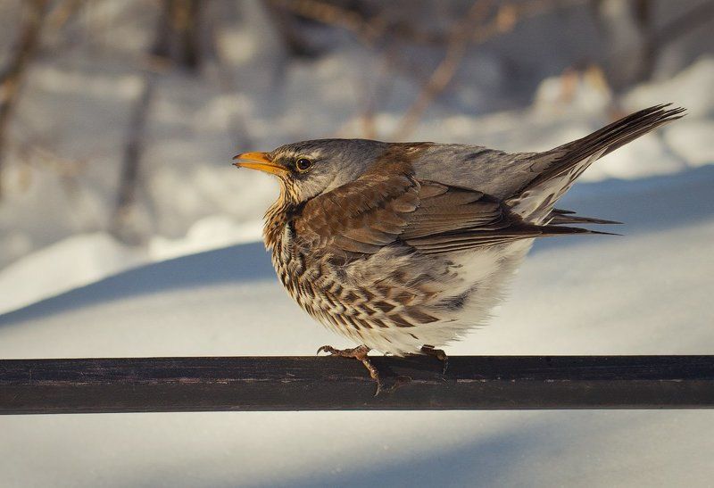 Дрозд, Зима, Птица Холодно... фото превью
