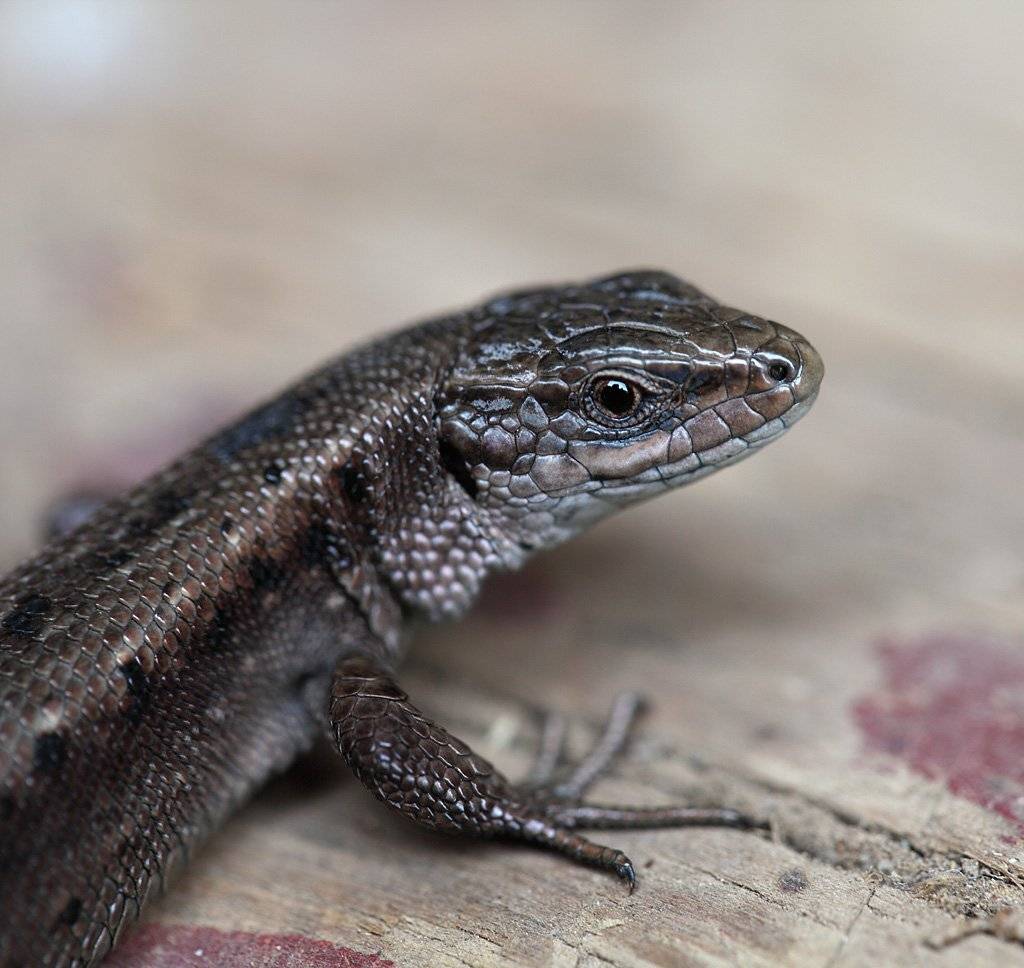 , Сергей Таланов