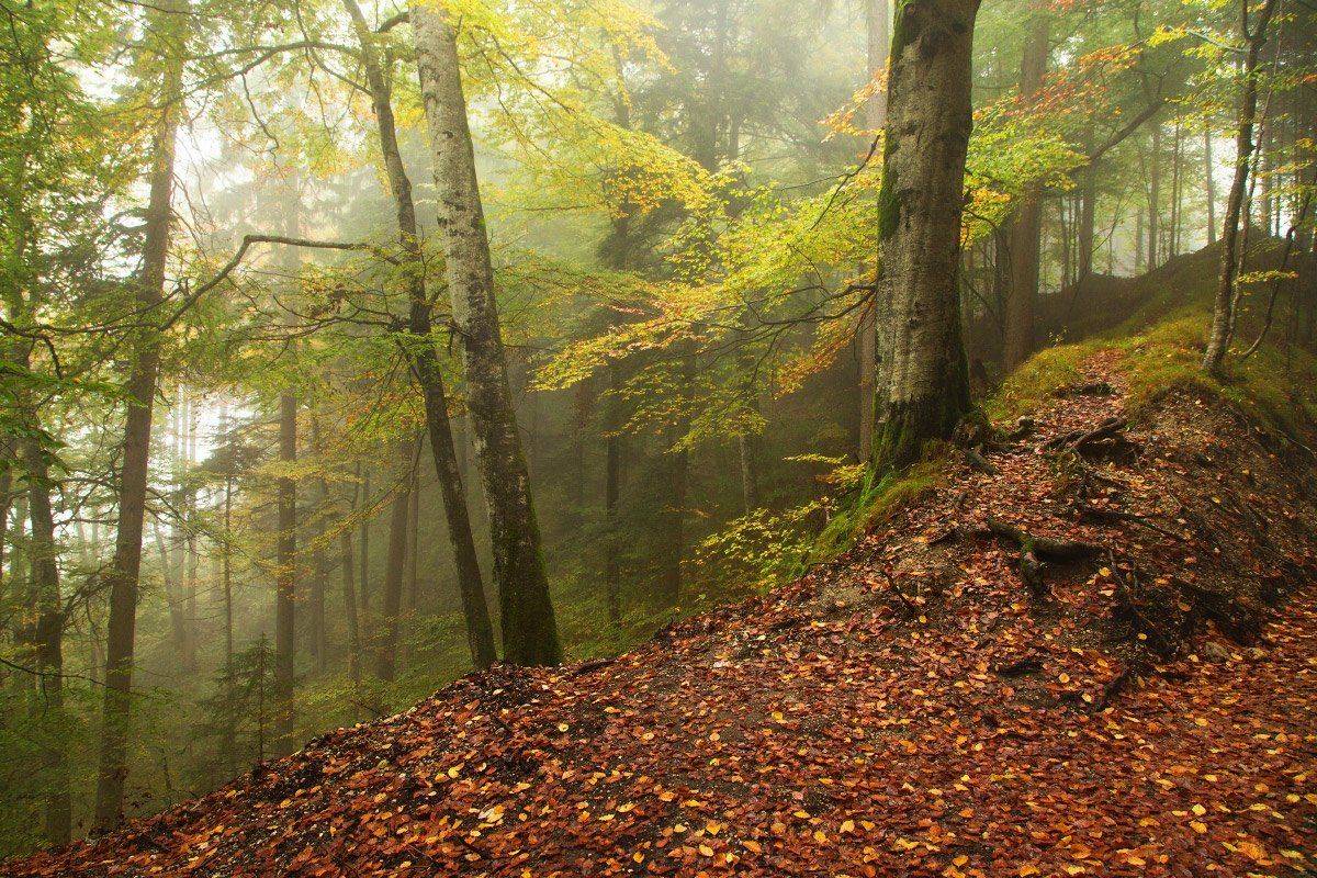 , Александр Удовиченко