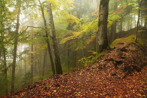Легкая пелена дыхания ранней осени
