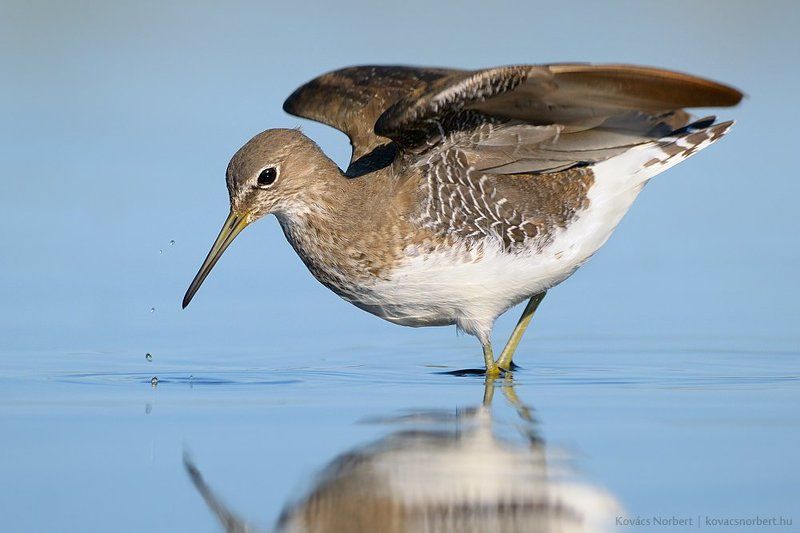 Green Sandpiper фото превью