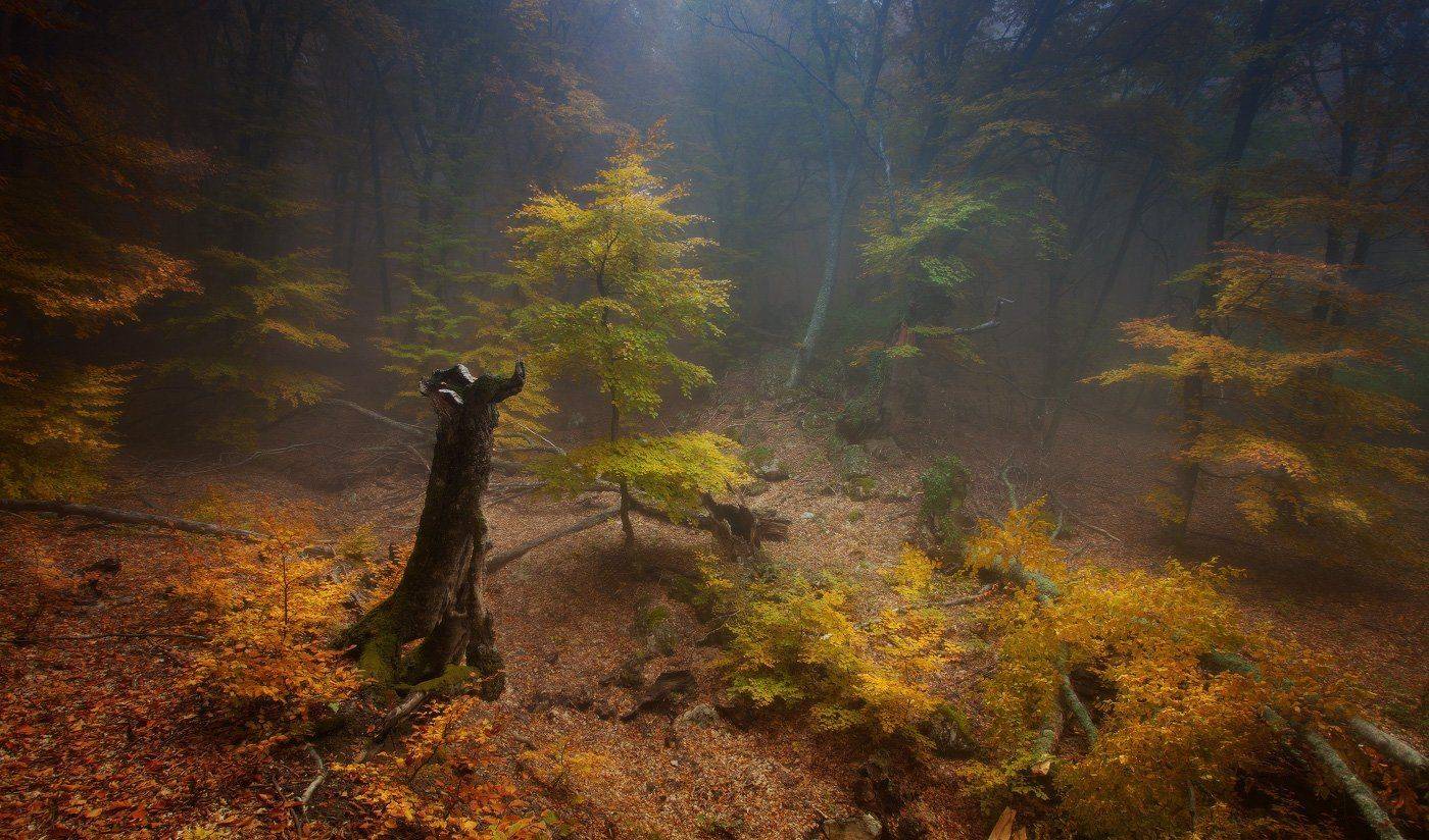 , Андрей Уляшев (Mercand)