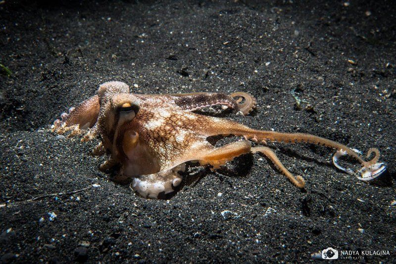 Про одного очень активного осьминога фото превью