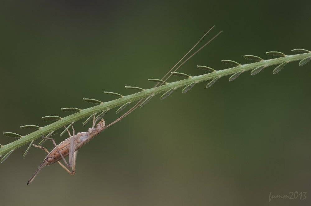 , Игорь ФУММ