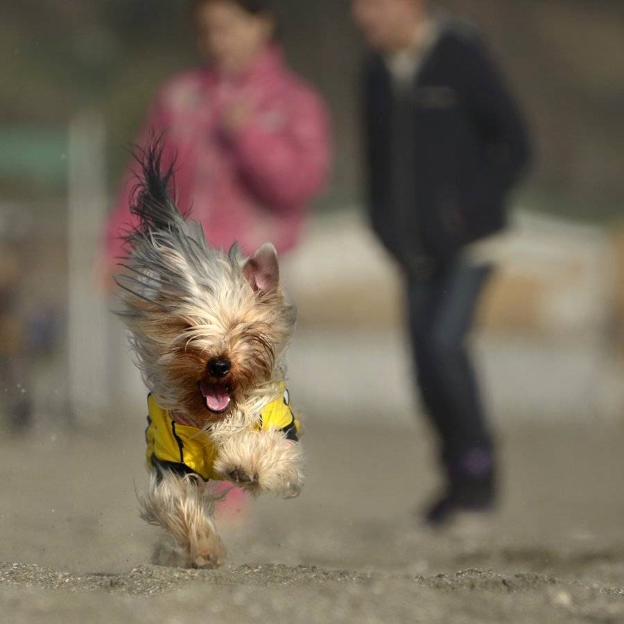 , Румен Паисиев