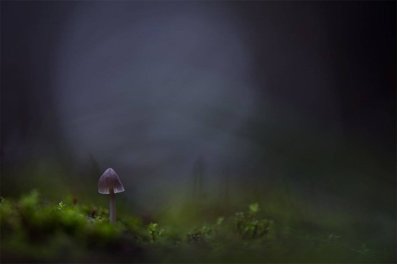 , Геннадий Мещеряков