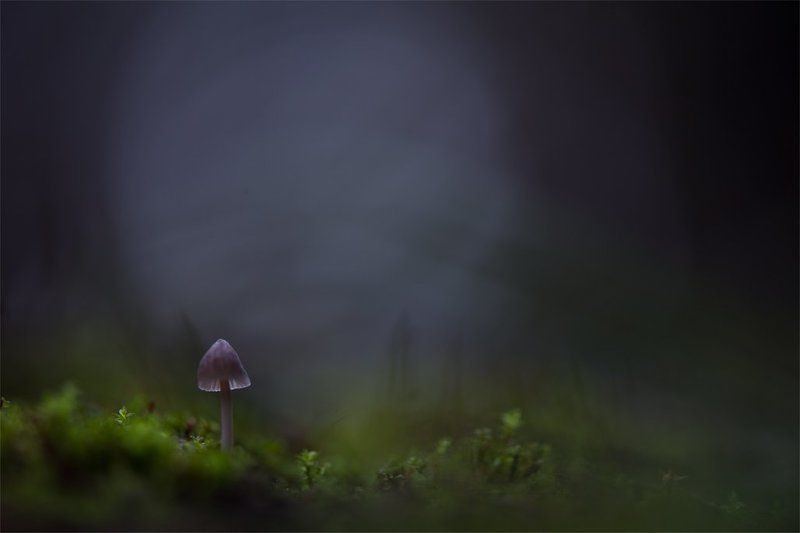 А феи ушли... фото превью
